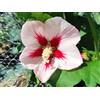 AMDGarden Pianta di Ibisco di Montagna Hibiscus Syriacus Hamabo Vaso 18 cm Fiori Rosa Chiaro con Centro Porpora Ideale per Esterni