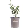 eGarden.store Pianta di Agrifoglio Variegato o Ilex Aquifolium Argentea Marginata pianta ornamentale da esterno pianta variegata vera venduta da eGarden.store