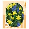 VIRIDIMANIA Bulbi da Fiore SELECTION | Bulbi dai migliori produttori Olandesi | Selezione e controllo qualità | Fioritura garantita. (50 Bulbi di Narcisi e Muscari)