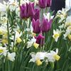 VIRIDIMANIA Bulbi da Fiore SELECTION | Bulbi dai migliori produttori Olandesi | Selezione e controllo qualità | Fioritura garantita. (15 Bulbi di Tulipani VIOLA e Narcisi BIANCHI)