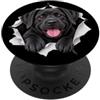 4BlackLabradorLovers Divertente Labrador nero che sbircia carino amante dei cani mamma papà PopSockets PopGrip Adesivo
