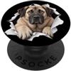 4AnatolianShepherdLovers Divertente pastore anatolico che sbircia carino amante dei cani mamma papà PopSockets PopGrip Adesivo