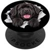 4NewfoundlandLovers Divertente Terranova Sbirciando Carino Amante Cane Mamma Papà PopSockets PopGrip Adesivo