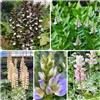 Generic Acanto culinarie rare Acanthus ilicifolius da giardino roccioso Decorazioni per il giardino esterno: selvatici aromatiche da per luoghi soleggiati resistente 200semi