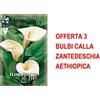 PERAGA GARDEN BULBI PRIMAVERILI OFFERTA 3 BULBI CALLA ZANTEDESCHIA AETHIOPICA BULBO BULBS