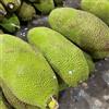 Generic del jackfruit, del jackfruit - Coltivare ver appartamento giardino resistenti siepi, arbusti, decorazioni per il soggiorno rari 15semi