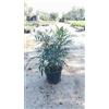 VIVAIO GARDEN FOREST Maonia Mahonia Fortunei Vaso 18 cm Arbusto Sempreverde da Fiore