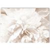 ABCWARRT Nordic White Shell Beach Flower Dandelion Wall Art Canvas Painting Poster E Stampe Immagini A Parete per Soggiorno Home Decor (50 * 70cm Nessuna Cornice,5)