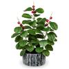 Arborus Piante finte da 41,9 cm in vaso, Ficus artificiale con bacche rosse, piante verdi finte per interni, con vasi a righe bianche e nere, verde artificiale per la decorazione della casa