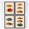Nacnic Set 4 fogli di pesce effetto vintage colorati. Maldive. Composizione di 10 pesci diversi A4, sfondo d'epoca vecchia carta poster di carta 250 gr di alta qualità