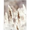 ABCWARRT Nordic Lake Reed Forest Stampa su Tela Pittura Scandinavo Nebbioso Fieno Paesaggio Natura Poster Bovini Immagine Moderna Home Decor (40 * 60cm Nessuna Cornice,8)