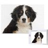 EgoMed Bovaro bernese,Puzzle in legno da 1000 pezzi per famiglie, puzzle per adulti e adolescenti