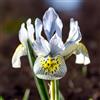 VIRIDIMANIA Bulbi di Iris | Esclusiva selezione dai migliori produttori Olandesi | Controllo Qualità | Fioritura garantita. (10 Bulbi di IRIS KATHARINE HODGKIN)