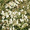 Generic manuka sempreverdi giardino resistenti Mirto del Mare del Sud in vaso giardino sostenibili ombra, arredamento soggiorno 300semi