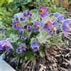 Generic Pulsatilla giardino terrazzo in vaso per i luoghi soleggiati 550semi
