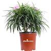 eGarden.store Pianta di Ruellia Brittoniana Katie Pink Pianta di Petunia messicana o del deserto pianta da esterno pianta da fiore rosa pianta ornamentale pianta vera venduta da eGarden.store