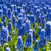 VIRIDIMANIA Bulbi da Fiore BIOLOGICI | 100% Naturale dai migliori produttori Olandesi | Salezione e qualità | Fioritura garantita. (12 Bulbi di MUSCARI armeniacum BIO)