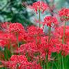 Generic Lycoris radiata - decorazioni giardino esterni rari balcone 5bulbi