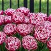Florium Bulbi di tulipani 20 pezzi - doppi rosso-bianco, rustici e perenni | Varietà Red & White Magic, fiori rosso-bianchi in aprile, bulbi dall'Olanda per giardino, aiuola, vaso e balcone