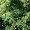 Bloomique - Set di 2 - Hydrangea petiolaris - Ortensia rampicante - Rampicante - Pianta da giardino - Resistente al freddo - Alta 50-70 cm - Vaso da 15 cm
