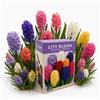 Nojaus Sėklos Nojus - City Bloom - Fragrant Garden Bulbi di giacinto 12 | Bulbi primaverili, fiori primaverili, piante da balcone, decorazione da giardino, set di 12 bulbi