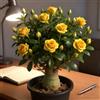 Mwsgh Rosa del deserto bonsai/Rosa del deserto-Profumati/Facili da curare/Giardini/Balconi-D-1 Rhizome