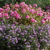Bloomique - Set di 6 - Aster 'Professor Anton Kippenberg' - Aster - Ricca fioritura - Resistente all'inverno - Perenne - Altezza 10-20 cm - Vaso 9 cm