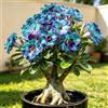 DSRTYHF Rosa del Deserto, Ornamento Succulento per Davanzale, Balcone e Giardino-1bulbi -g