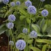 Generic allium resistenti in vaso Allium giganteum autunnali, resistenti, di Coltivare giardino su un balcone selvatici 6bulbi