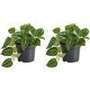 Bloomique - Set da 2 - Scindapsus Pictus - Vite d'argento - Piante sospese - Adatto anche come pianta rampicante - Piante da appartamento - Pulizia dell'aria - Facile da pulire - Altezza 15 - 20 cm