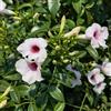Generic Campsis grandiflora - tromba giardino resistenti giardino 2piante