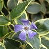 Arborix 12 unità Vinca Major 'Variegata' - Pervinca Maggiore 'Variegata' Vaso 9x9cm ±1 m² - Vinca con Fogliame Variegato e Crescita Vigosa