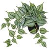 Arborus Piante artificiali in vaso nero Pothos finto piante rampicanti realistiche piante in vaso finte decorative finta pianta artificiale per casa per mensola cucina ufficio scrivania arredamento
