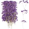 jwogngls 100 Pezzi Fiori Secchi Pressati, Gypsophila Essiccata Viola, Respiro del Bambino per Tassidermia, Cornici per Foto - Decorativi