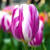 VIRIDIMANIA Bulbi di Tulipani | Collezione Varietà Esclusive da Autunno a Primavera | Alta Qualità e Controllo Selezionato | Fioritura Garantita (10 Bulbi di Tulipani FLAMING FLAG)