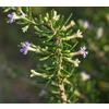 SaatPilot | Lycium ruthenicum | 1.000 semi | Goji nero | Licietto nero | Pianta da frutto | Fioritura primavera-estate