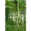Generic 8 grani Zucchina Tromba D'Albenga (Cucu rbita Moschata) H856 Clim Zucini Seed