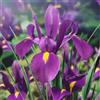 VIRIDIMANIA Bulbi di Iris | Esclusiva selezione dai migliori produttori Olandesi | Controllo Qualità | Fioritura garantita. (10 Bulbi di IRIS VIOLA)