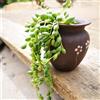 Generic Senecio Rowleyanus - d'appartamento purificatrici d'aria rampicanti resistenti balcone resistenti in vaso decorazione a vite giungla succulenta appartamento 50semi