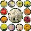 Generic crisantemi - Vecchie varietà resistenti decorazioni giardino per esterni balcone con interna d'appartamento esotiche giardino arredamento del soggiorno 100semi