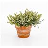 le Georgiche Vivai le Georgiche - Pianta vera di Erica x darleyensis White Perfection - vaso Ø 15 cm