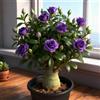 Mwsgh Rosa del deserto bonsai/Rosa del deserto-Profumati/Facili da curare/Giardini/Balconi-I-1 Rhizome