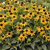 GardenersDream Rudbeckia Little Goldstar, pianta perenne rustica da giardino | Rudbeckia da orto, pronta da piantare in vaso e aiuole