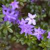 le Georgiche Vivai le Georgiche - Pianta vera di Azalea impeditum Arctic Blue Rododendro 'Arctic Blue' - vaso Ø 17 cm - altezza alla vendita 10-20 cm