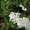 le Georgiche Vivai le Georgiche - Pianta vera di Spiraea thunbergii Spirea - vaso Ø 17 cm