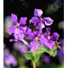Generic 100 Violet FÉVRIER ORCHIDÉE Violet Cresson Orychophragmus Fleur Graines Légumes