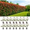 Generico My Green Help - Photinia Red Robin, 16 Talee radicate vaso Ø9 cm h. 20/40 cm, kit siepe 8 metri sempreverde a foglia rossa per giardino
