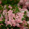 le Georgiche Vivai le Georgiche - Pianta vera di Azalea Encore Debutante Serie Encore® Rododendro 'Roblel' - vaso Ø 18 cm - altezza alla vendita 20-30 cm
