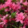 le Georgiche Vivai le Georgiche - Pianta vera di Azalea Encore Empress Serie Encore® Rododendro 'Conles' - vaso Ø 18 cm - altezza alla vendita 20-30 cm