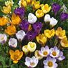 VIRIDIMANIA Bulbi da Fiore BIOLOGICI | 100% Naturale dai migliori produttori Olandesi | Salezione e qualità | Fioritura garantita. (15 Bulbi di CROCUS SPECIE IN MISCUGLIO BIO)